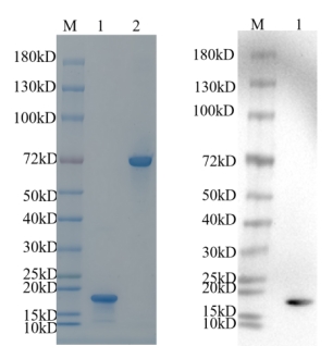 Reducing 4%-20% SDS-PAGE (CBB stained) and WB (Anti-His Mouse Monoclonal antibody) analysis profiles of purified GIT1.
1. GIT1: 1 μg
2. BSA: 1 μg